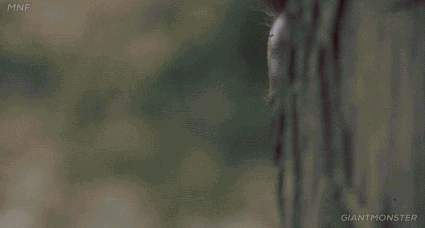arnold sneak peek.gif