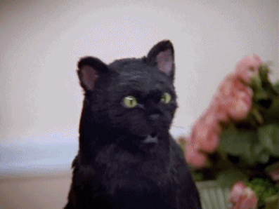 cat slap.gif