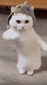 cute-cats-dancing.gif