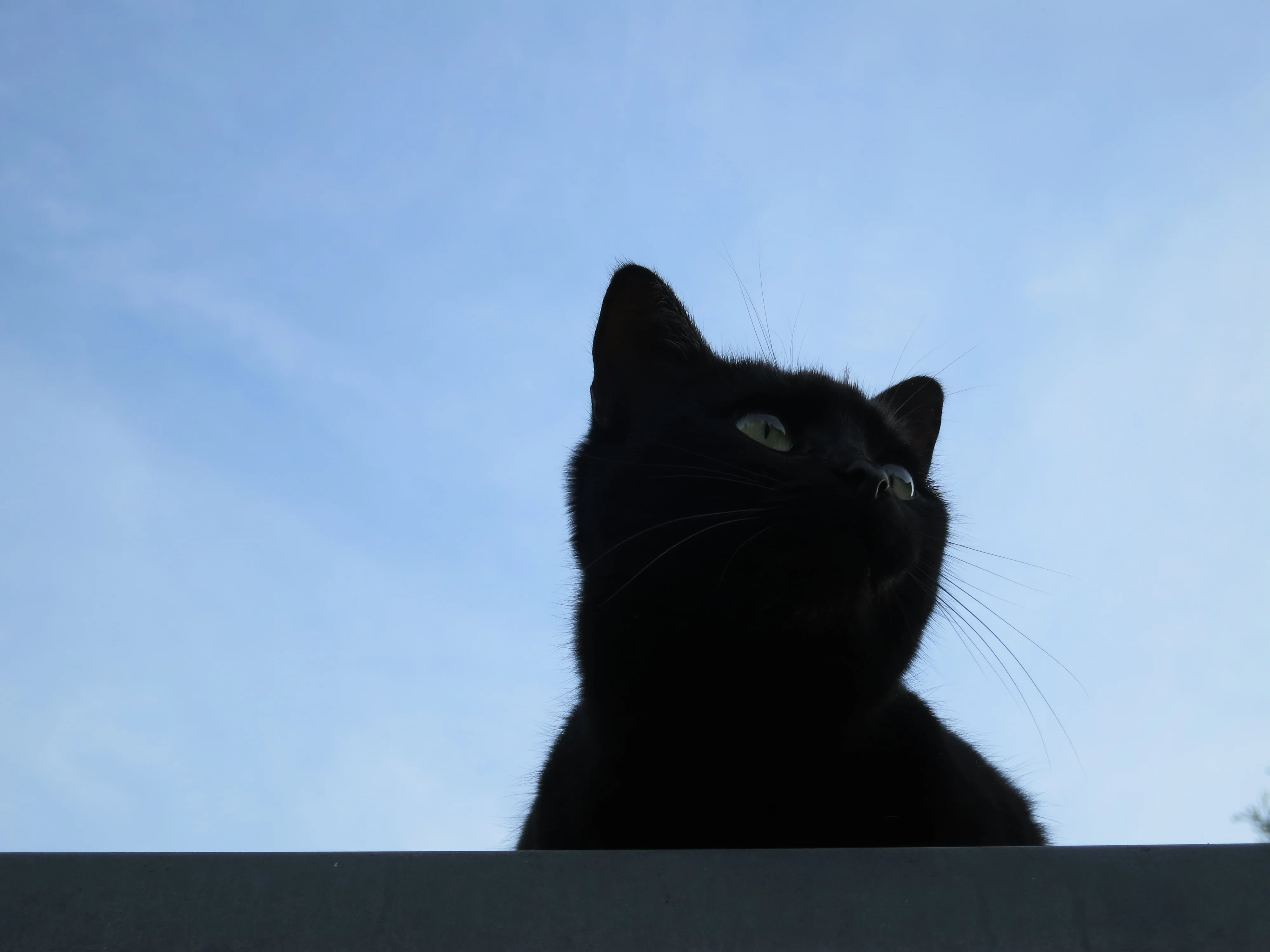 img_4557-jacky-blue-sky-23-november-2014-webp.10130