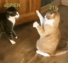kitty fall over.gif