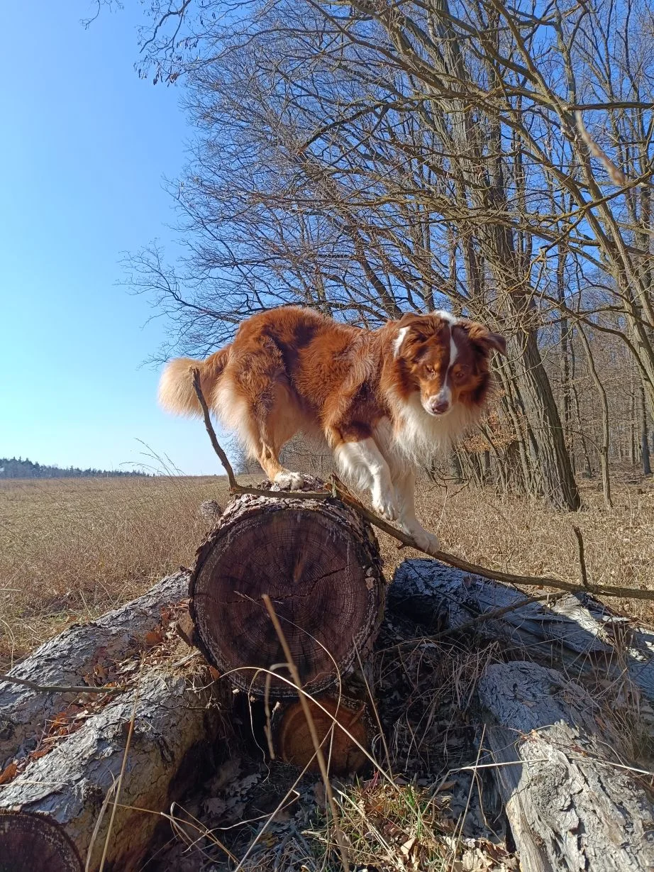 Loki outdoors - dog of Pavol_CH - IMG-20260305-142017.webp