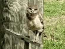 owl-headtilt.gif