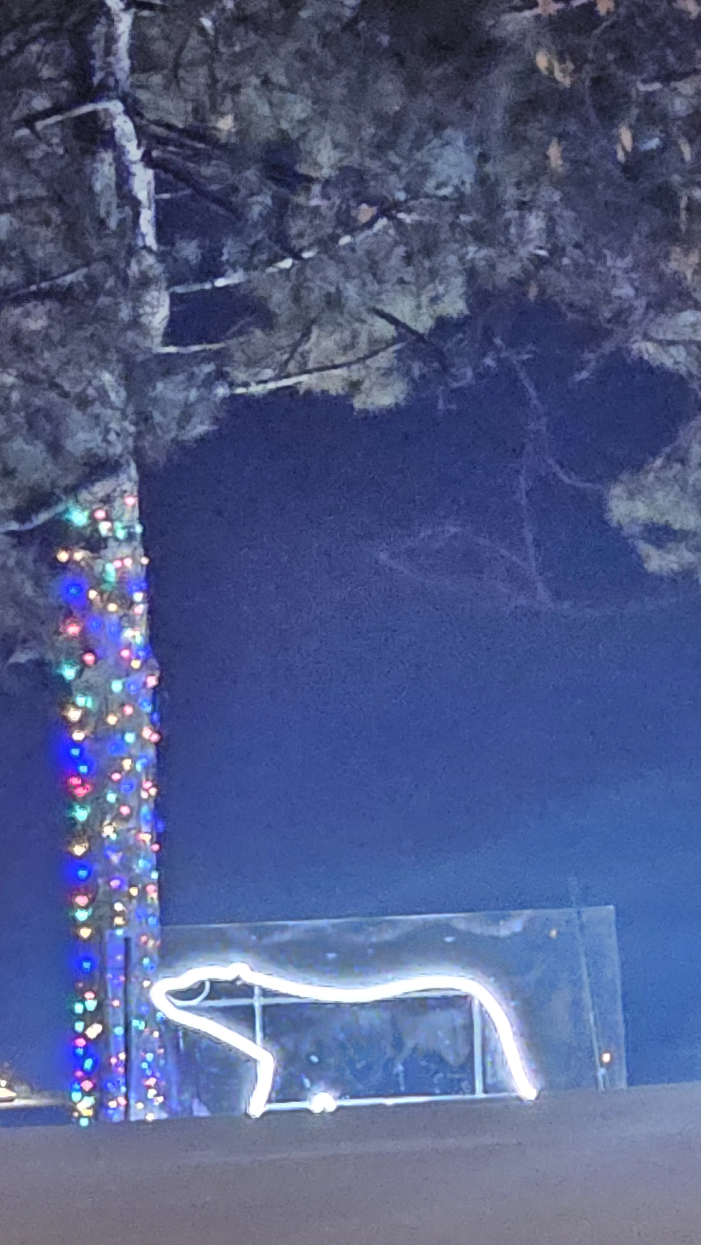 polar bear picture gift from just4trance - 1000054029.webp