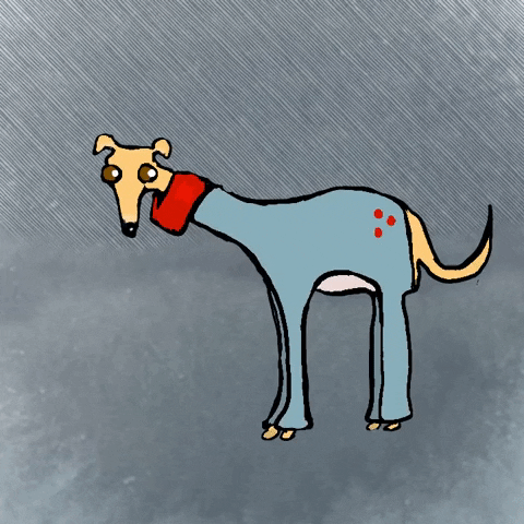 Shaking Italian Greyhound GIF by Kimmy Ramone.gif
