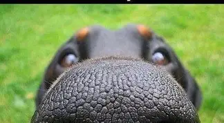 smells like .....webp