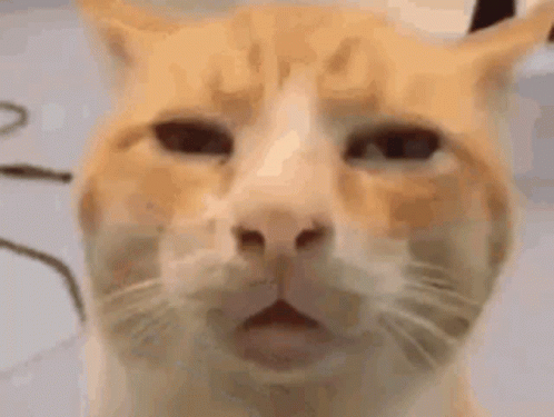 stoned kitty.gif