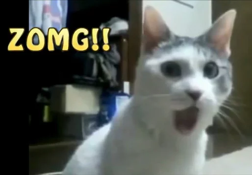 zomg cat.webp