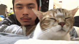 this-cat-is-really-into-hotline-bling.gif