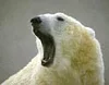 PolarBear_BEAR2_animal-in-you_com_-100x78.webp