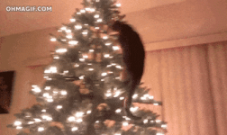 Jacky's devil side activated - arme kerstboom - Pavol_CH 200.gif