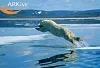 large-Polar-bear-jumping-between-ice-flows_p1-100x68.webp