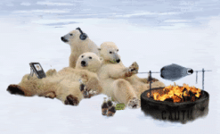 Polarbearsbraainginthesnow-therealr.gif