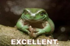 Image result for excellent frog