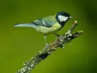 Image result for great tits 