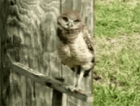 owl-headtilt.gif