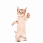 cat-dance-cat-dancing.gif