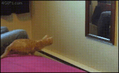 aCeERa42ebikUKRJzFrj8QyP_vsl7TGJiSzExQq5_3o.gif