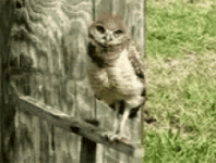 owl-headtilt.gif