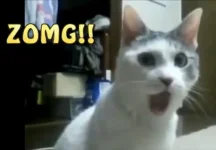 zomg cat.webp