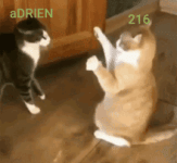 kitty fall over.gif