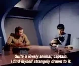 spock kitty.webp