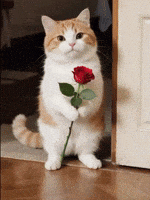 cat animated offering a rose 4 love 200.gif