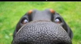 smells like .....webp