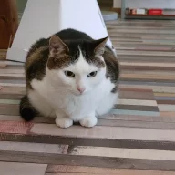 0Pluisje0