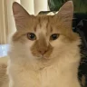 The Cat Lady